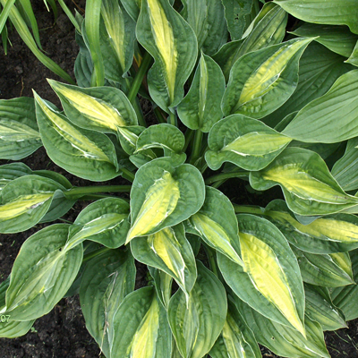 Hosta Striptease