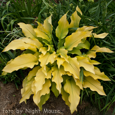 Hosta Sun Power