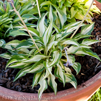 Hosta Surprised by Joy