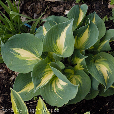 Hosta Thunderbolt