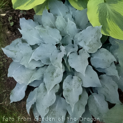 Hosta Titanium