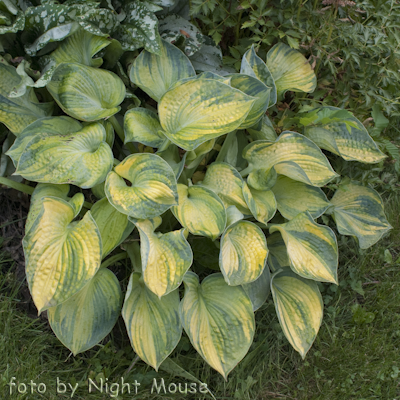 Hosta Tokudama Aureonebulosa