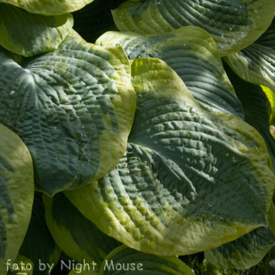 Hosta Tokudama Flavocircinalis