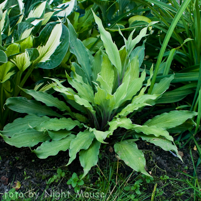 Hosta Totally Twisted