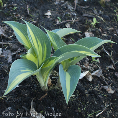 Hosta Touch Of Class