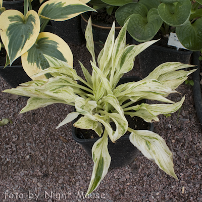 Hosta Tower of London