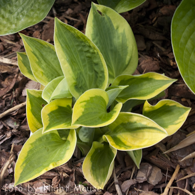 Hosta Tropical Storm