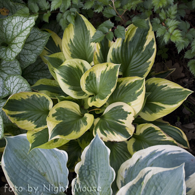 Hosta Twilight