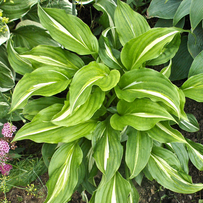 Hosta Undulata Univittata