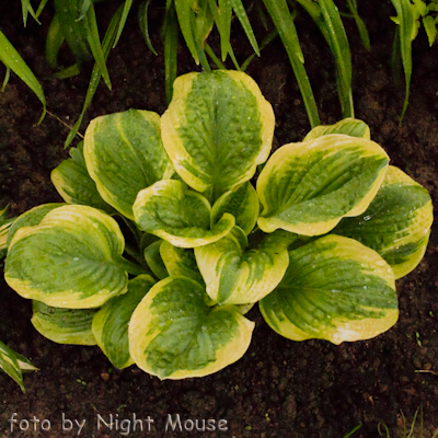 Hosta Unforgettable