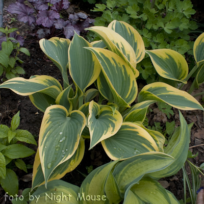 Hosta Valley`s Glacier