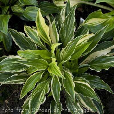 Hosta Valley`s Top