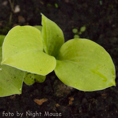 Hosta Vanilla Cream