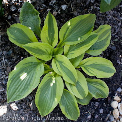 Hosta Velvet Moon