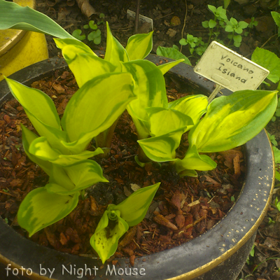 Hosta Volcano Island