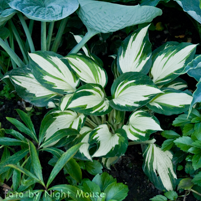 Hosta Vulcan