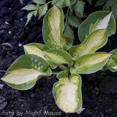 Hosta Warwick Comet