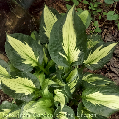 Hosta Whirlwind