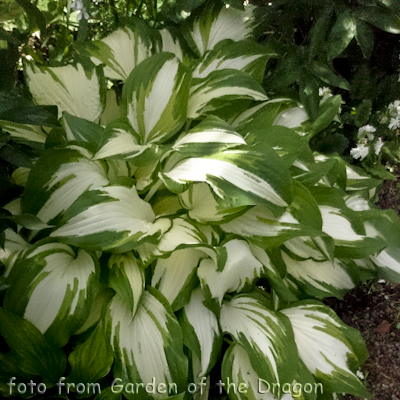 Hosta White Elephant