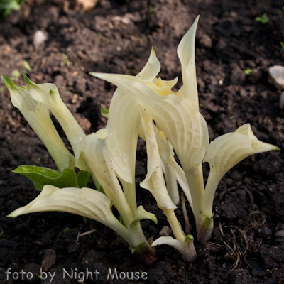 Hosta White Feather