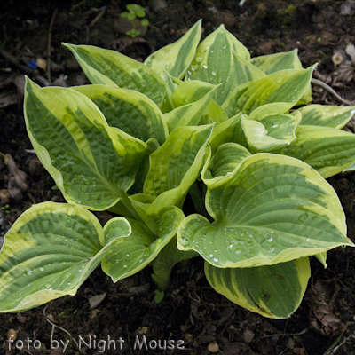 Hosta Wide Brim