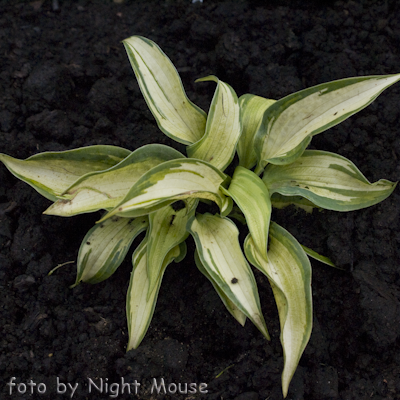 Hosta Winfield Mist