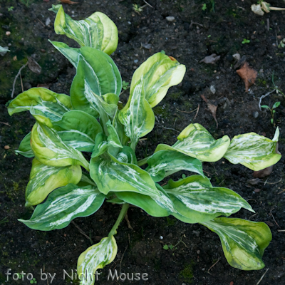 Hosta Winter Lightning