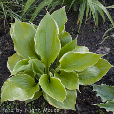 Hosta Winter Snow