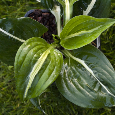 Hosta Woop Woop