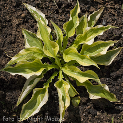 Hosta Yellow Polka Dot Bikini