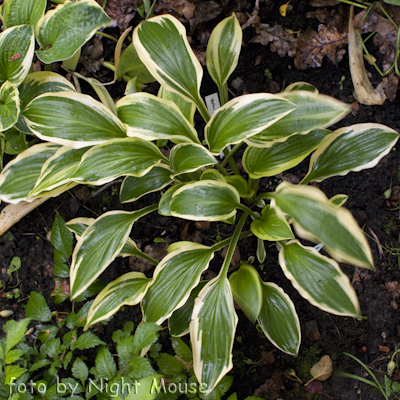 Hosta Yellow Splash Rim