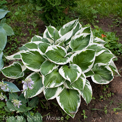 Hosta Zager`s White Edge