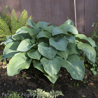 Hosta ziboldiana