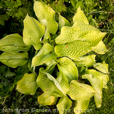 Hosta Zounds