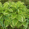 Hosta Albomarginata