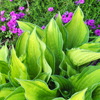 Hosta Albopicta