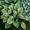 Hosta Alex Summers