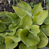 Hosta Aliyah`s Grace