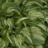 Hosta Allegan Fog