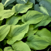 Hosta Alvatine Taylor