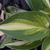 Hosta Ann Kulpa