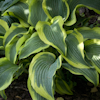 Hosta Atlantis