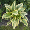 Hosta Aureomarginata montana