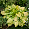 Hosta Avocado