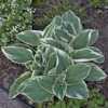 Hosta Barbara Ann