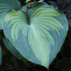 Hosta Beckoning