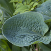 Hosta Big Daddy