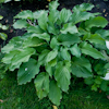 Hosta Birchwood Ruffled Queen