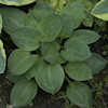 Hosta Black Hills