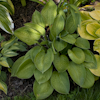 Hosta Black Jack